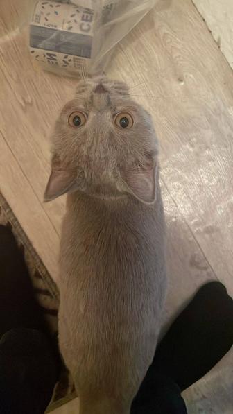 Котёнок