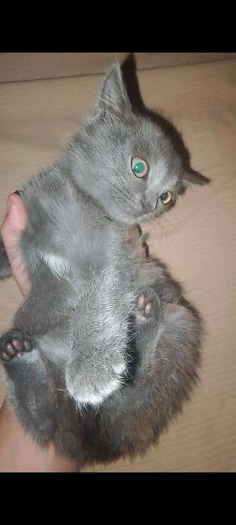 Продам котенка девочка