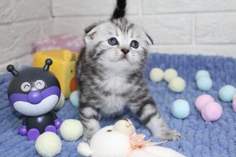 Очаровательные Шотландские котята вислоушки и прямоушки