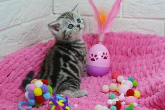 Вислоухие Шотландские котята вислоушки скоттиш фолд