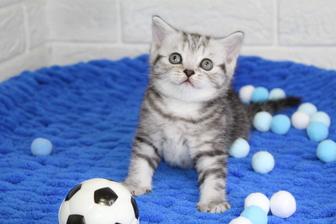Шотландские котята вислоушки