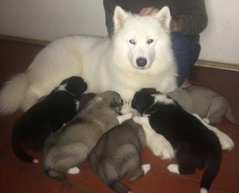 Метисы самоеда девочки