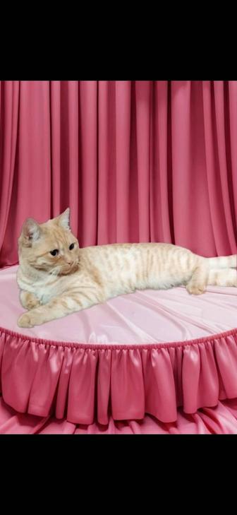 Киса ищет семью