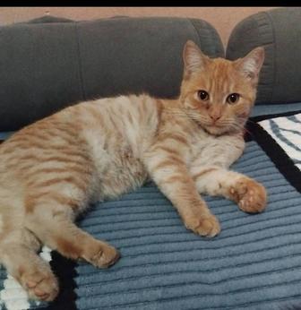 Киса ищет семью