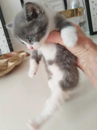Котенок