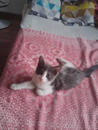 Котенок