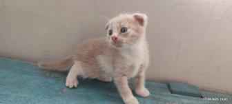 Продам котенка мальчик вислоухий
