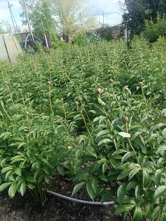 Продаю цветы пионы свежая срезка