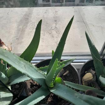 Алоэ вера,золотой ус,мелисса