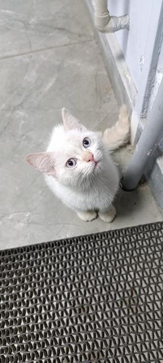 Ищу дом котенку