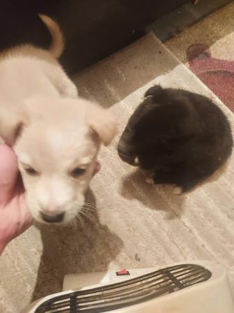 Щенки дворовой породы