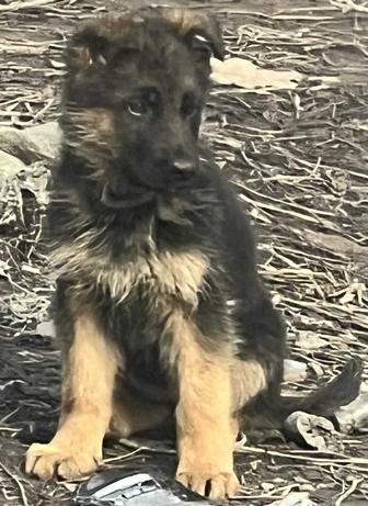 Щенки немецкой овчарки