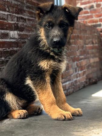 Щенки немецкой овчарки