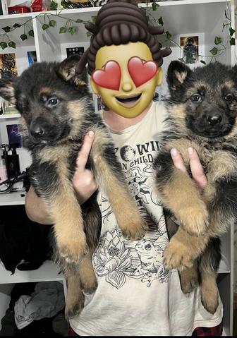 Щенки немецкой овчарки