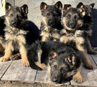 Щенки немецкой овчарки
