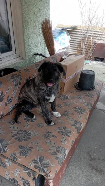 щенка в добрые руки