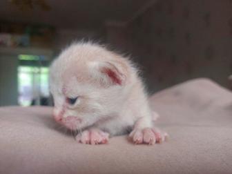 Отдам котят в добрые руки от ласковой кошки и кота мау