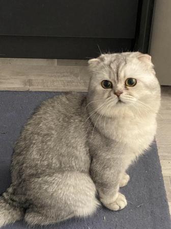 Отдам хорошие руки Шотландский кот. Причина с переездом на другой город.