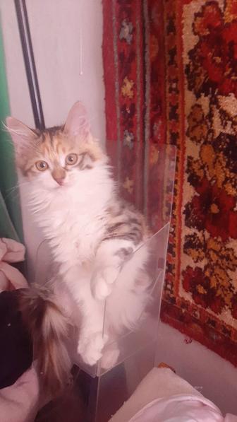 Продам трехцветного котенка