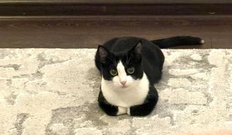 Отдам кошку