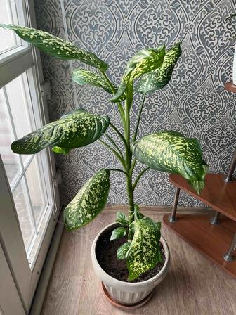 Две молодые диффенбахии!