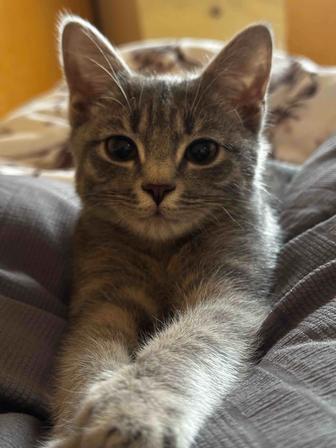 Котенок мальчик