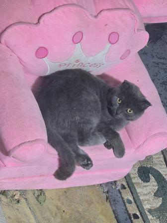 Вислоухая британская кошка