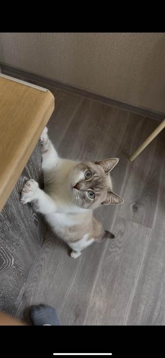 Котик в добрые руки