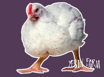 Арбор Айкресс инкубационные яйца бройлерные куры быстрый рост