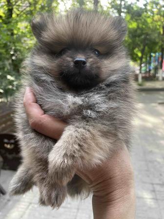 Классные щенята