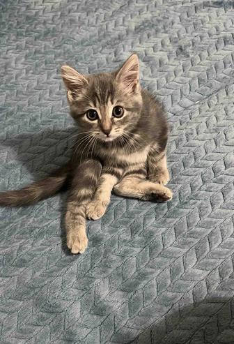 Отдам котенка в добрые руки