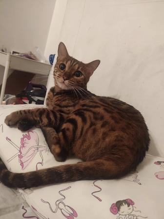 Бенгальская кошка