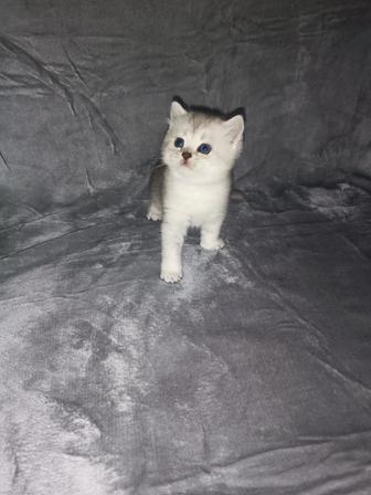 Продаются котята
