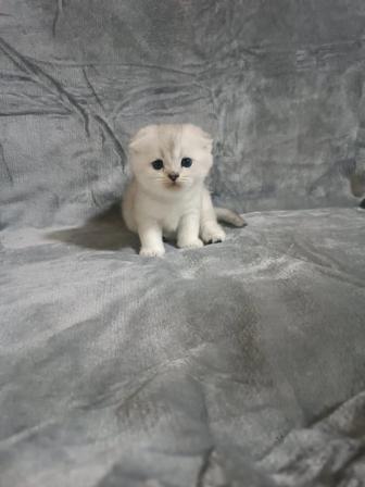 Продаются котята