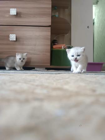 Продаются котята