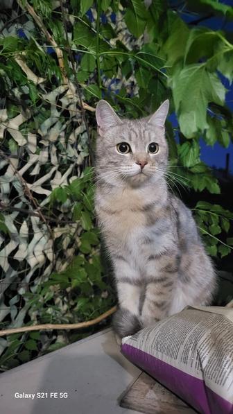 Найден кот Скоттиш страйт
