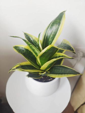 Сансевиерия