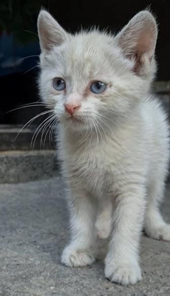 Отдам котят