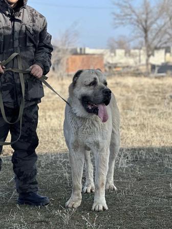 Продается тобет супертяж