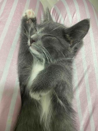 Отдам котенка девочку