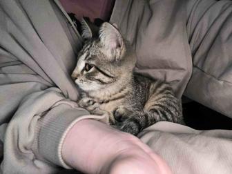 Котенок , кошка