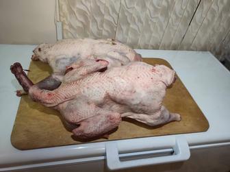 Домашняя Индейка Мясо Птицы