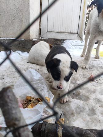 Щенки в хорошие руки