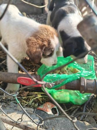 Щенки в хорошие руки