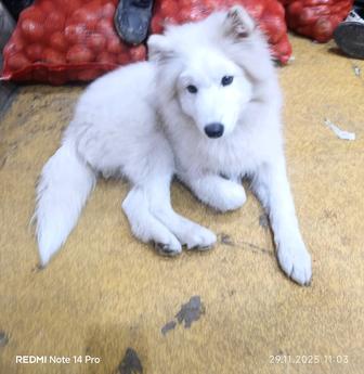 Продам Самоеда