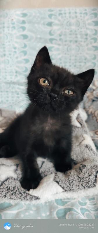 Котенок в добрые руки
