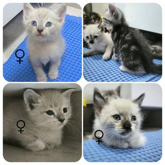 Отдам котят в заботливые руки