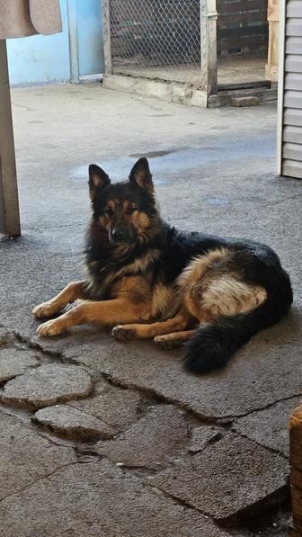 Готовы к продаже шикарные щенки немецкой овчарки