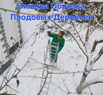 Обрезка Плодовых и Декоративных Деревьев