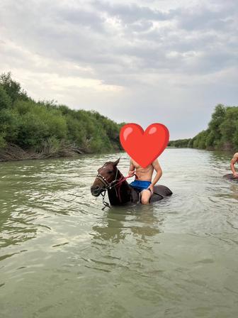көкпар ат